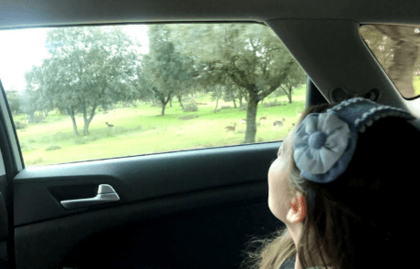 Carolina observa desde el coche los ciervos del recinto de la Zarzuela, como cuenta el capítulo del libro.